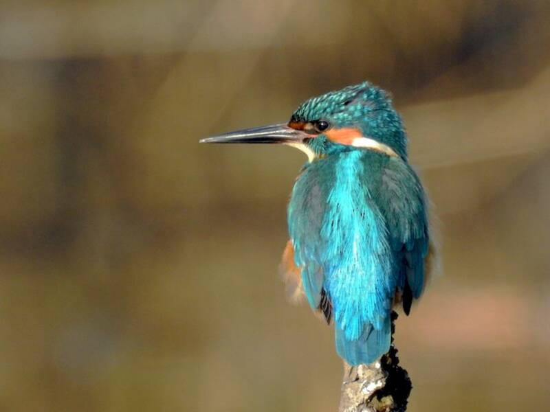 Martin pescatore, Foto 4