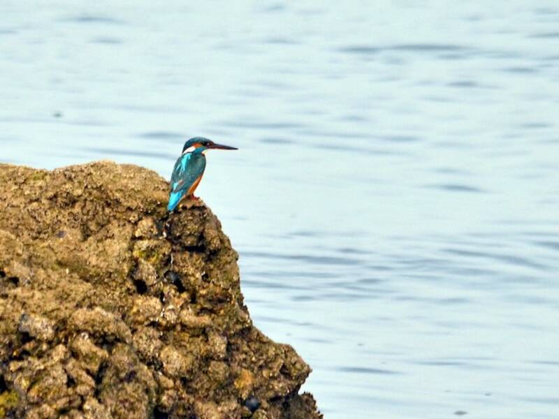 Common Kingfisher (Alcedo atthis)