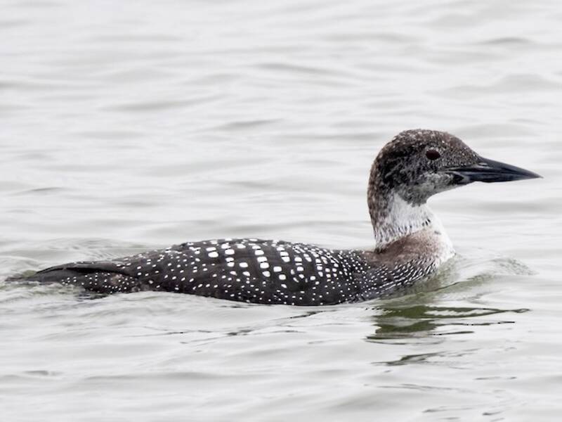 Common Loon (Gavia immer)