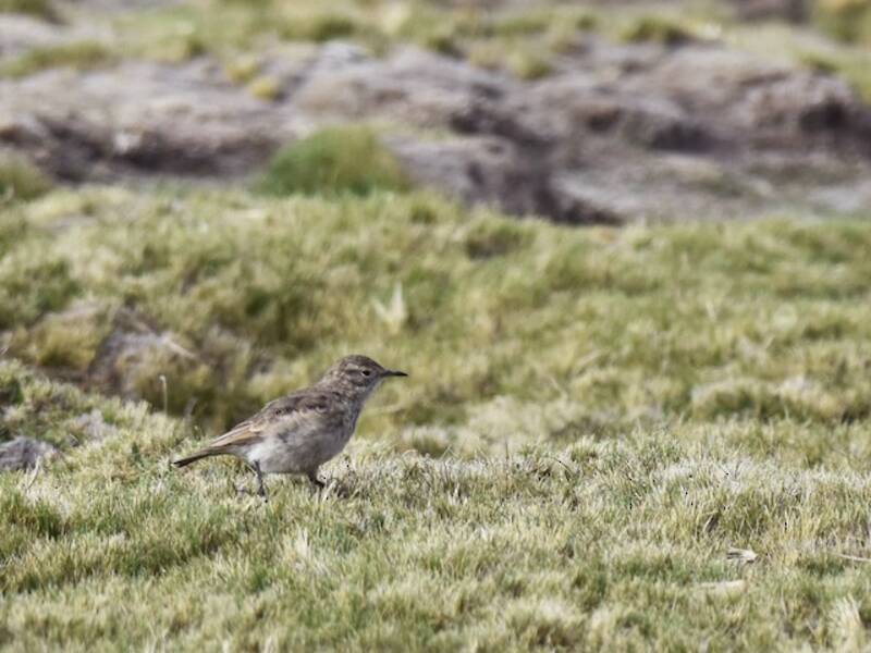 Common Miner, Photos 2