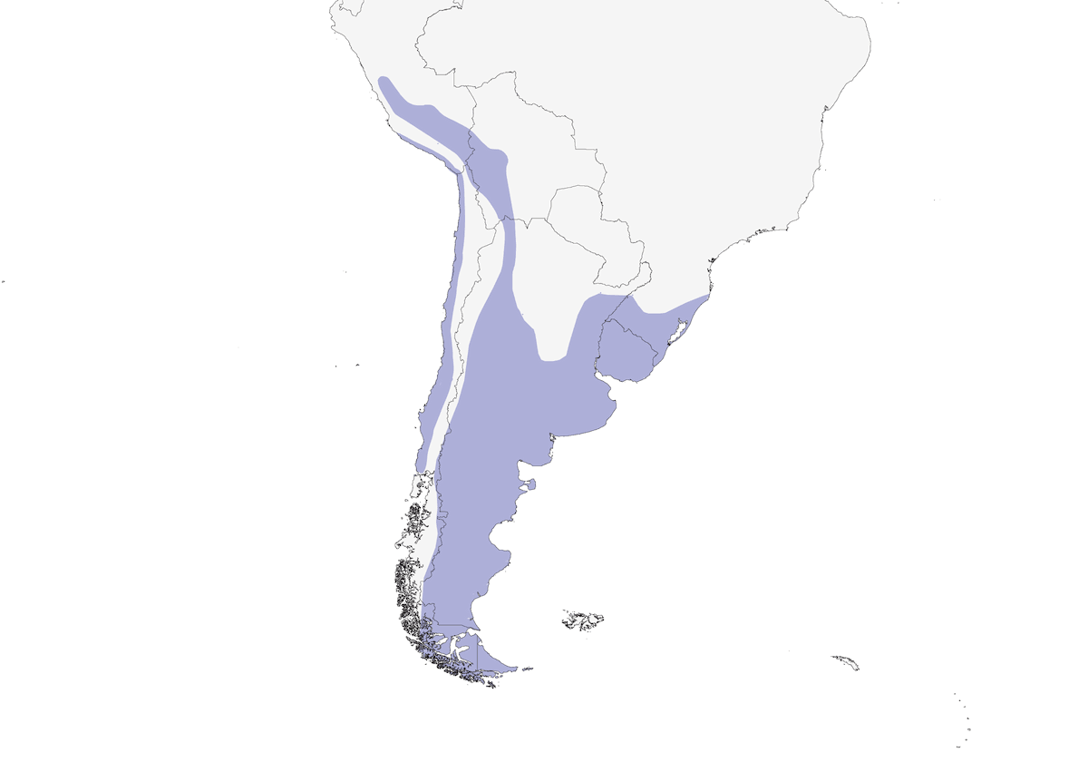 Common Miner, Distribution 1