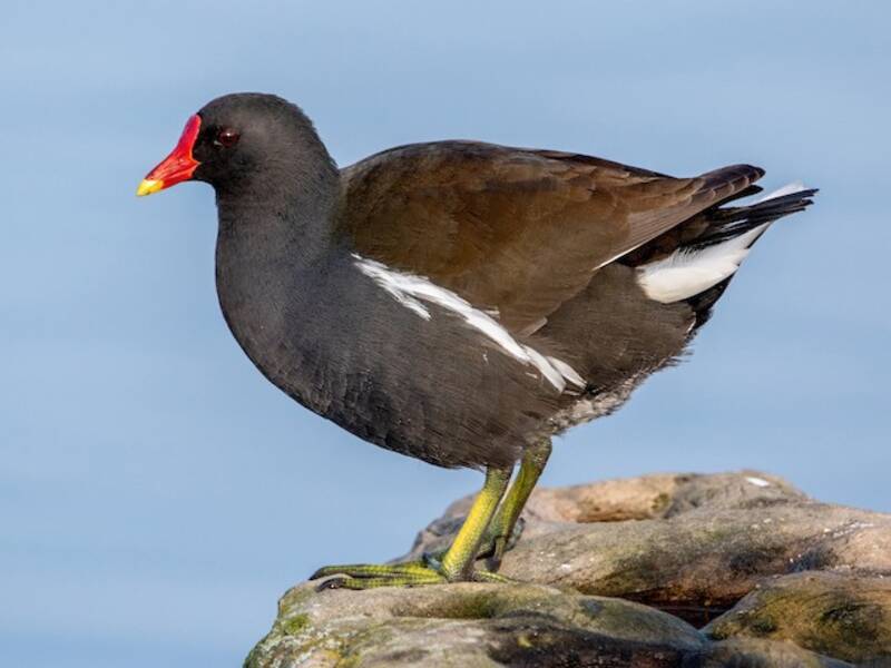Gallinule poule-d'eau, Photos 4