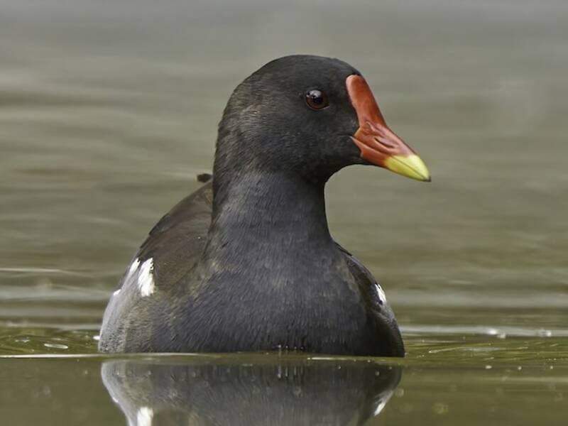 Gallinule poule-d'eau, Photos 3