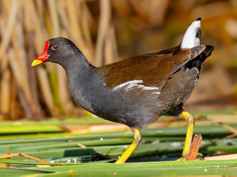 Gallinule poule-d'eau, Photos 2
