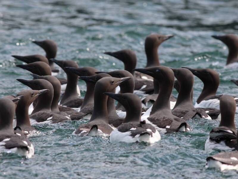 Guillemot de Troïl, Photos 3