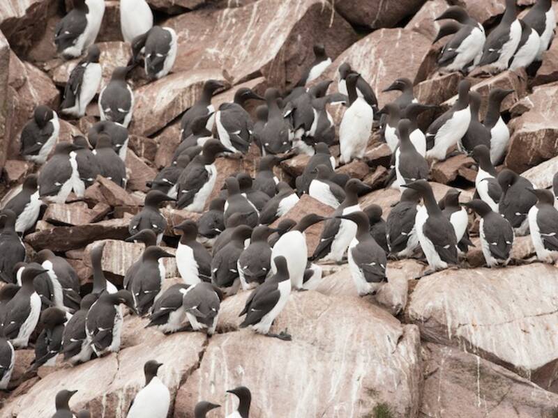 Guillemot de Troïl, Photos 2