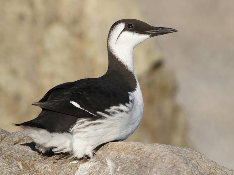 Guillemot de Troïl, Photos 4