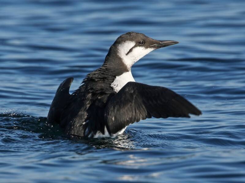 Common Murre (Uria aalge)