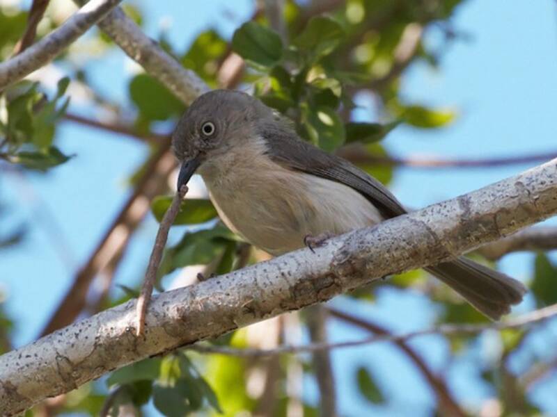Common Newtonia