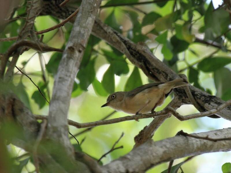 Common Newtonia, Photos 2