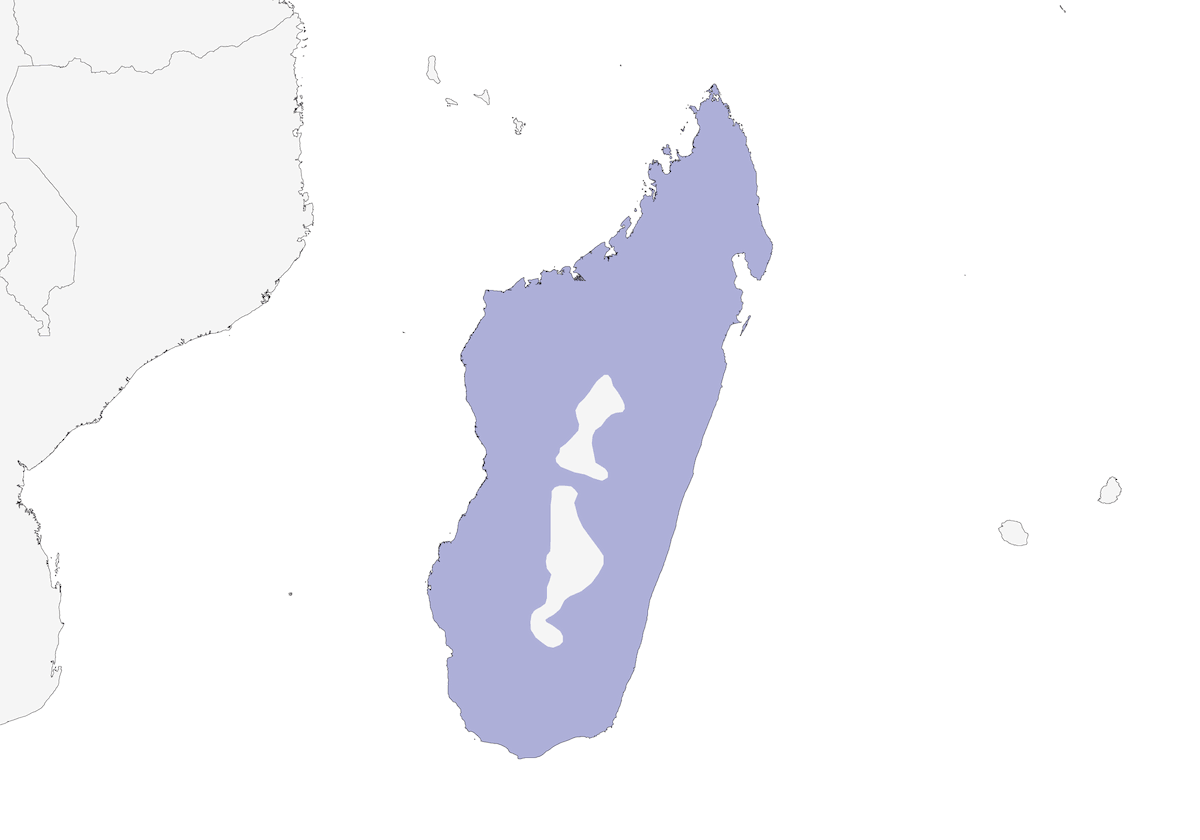 Common Newtonia, Distribution 1