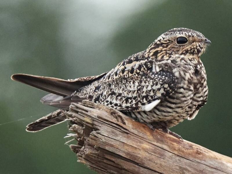 Common Nighthawk, Photos 4