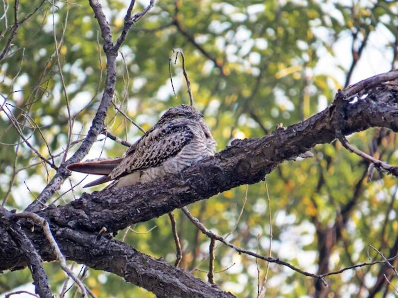 Common Nighthawk, Photos 2