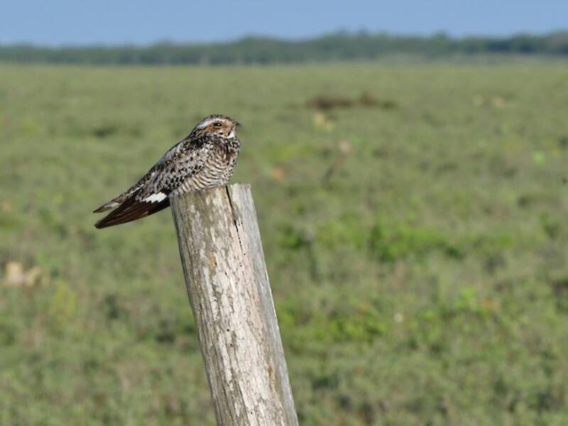 Common Nighthawk, Photos 3