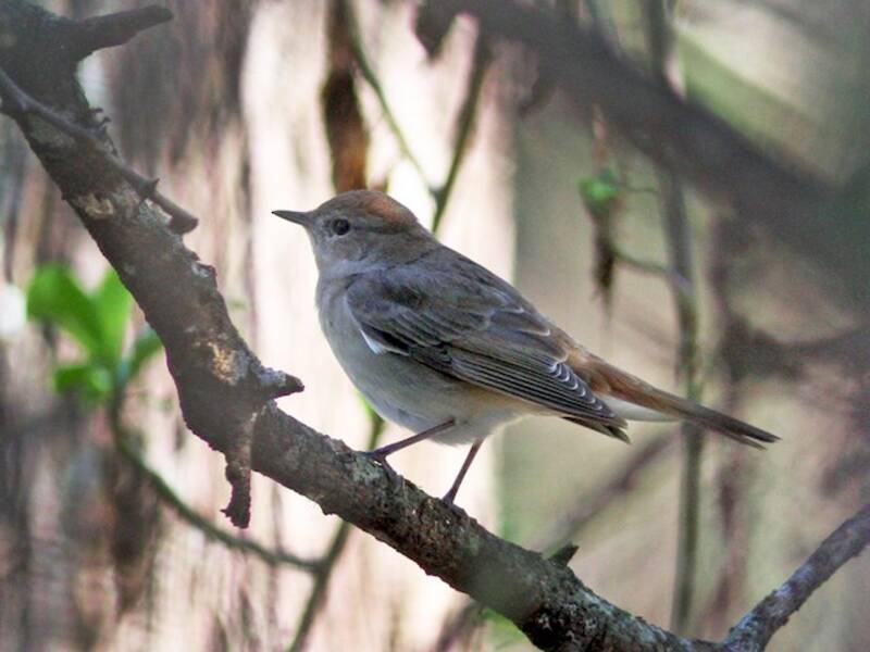Common Nightingale