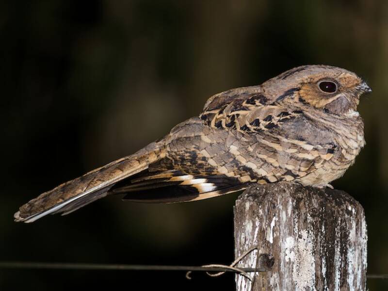Common Pauraque