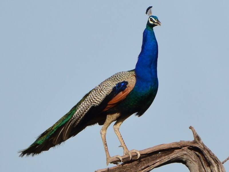 Blauer Pfau, Fotos 4