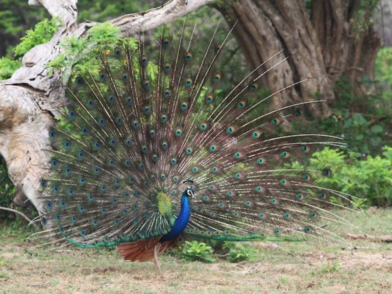 Blauer Pfau, Fotos 2