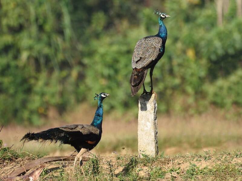 Indian Peafowl (Pavo cristatus)