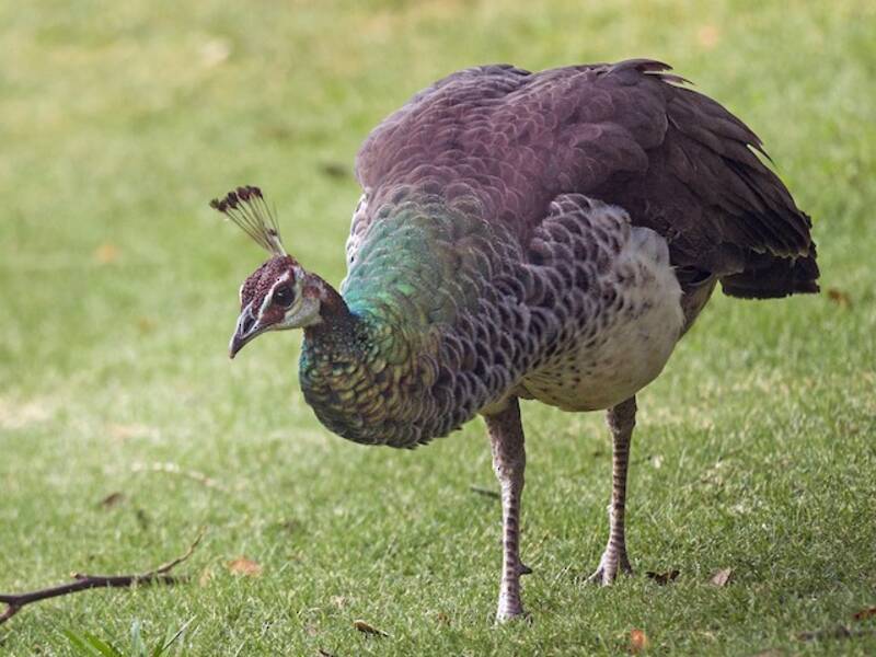 Blauer Pfau, Fotos 3