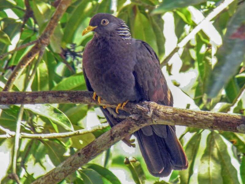 Comoro Pigeon, Photos 4