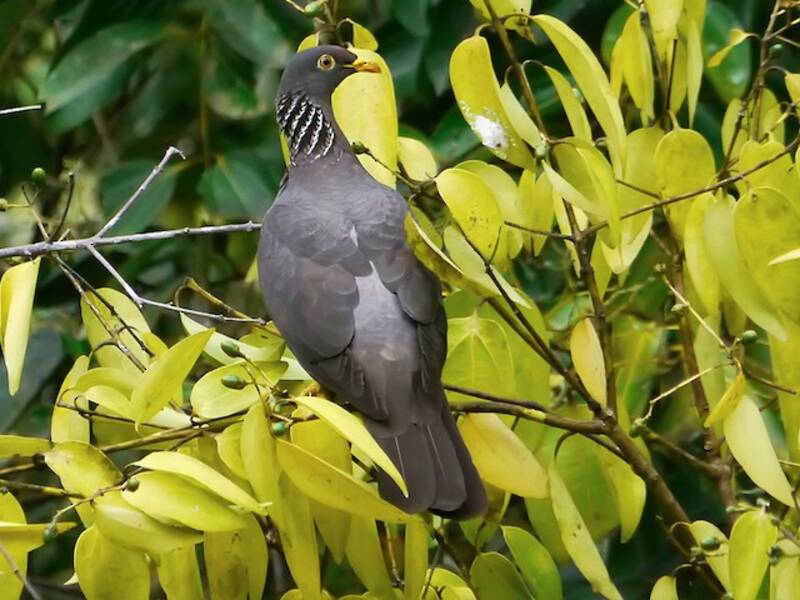 Comoro Pigeon, Photos 3