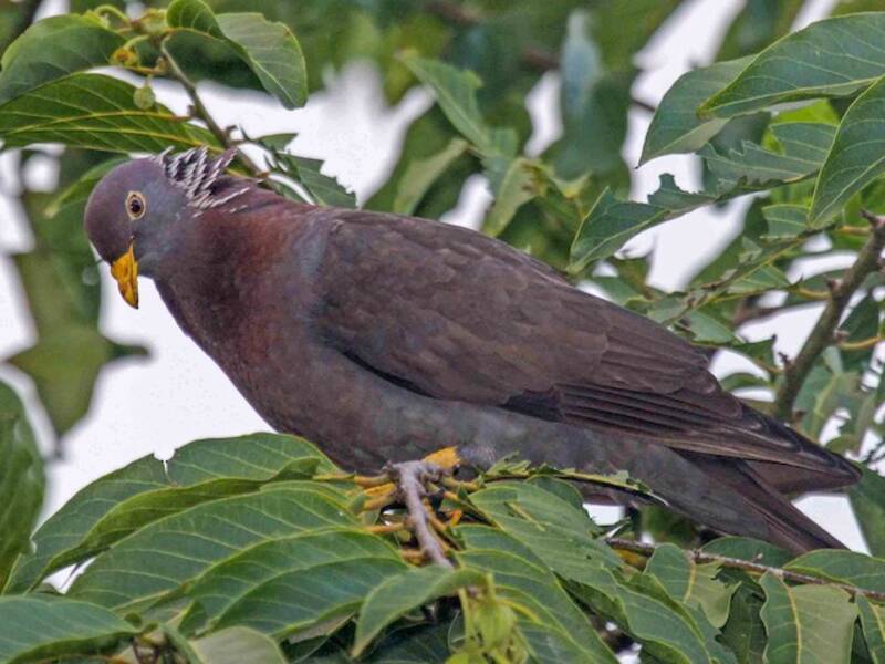 Comoro Pigeon, Photos 2