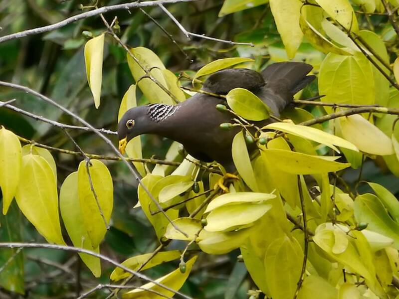 Comoro Pigeon