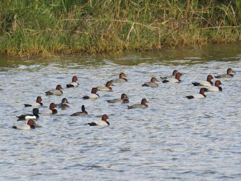 Common Pochard (Aythya ferina)