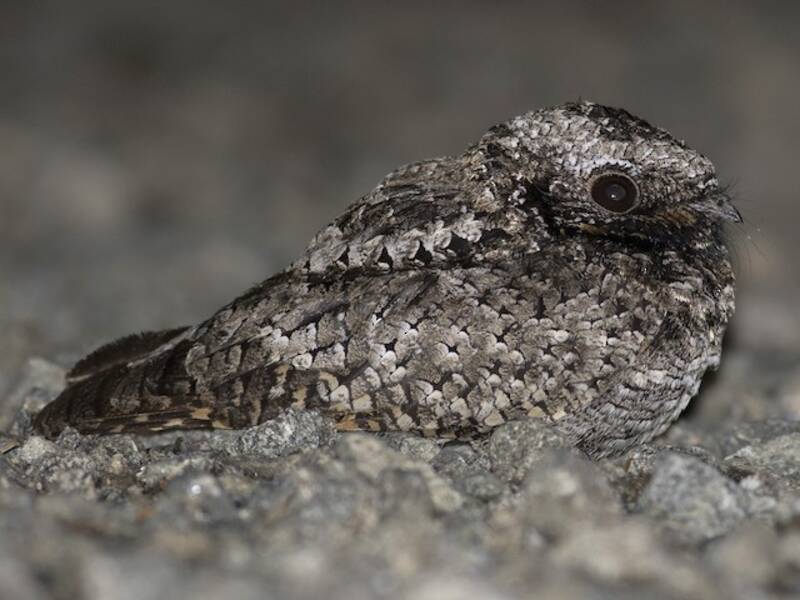 Common Poorwill, Photos 4
