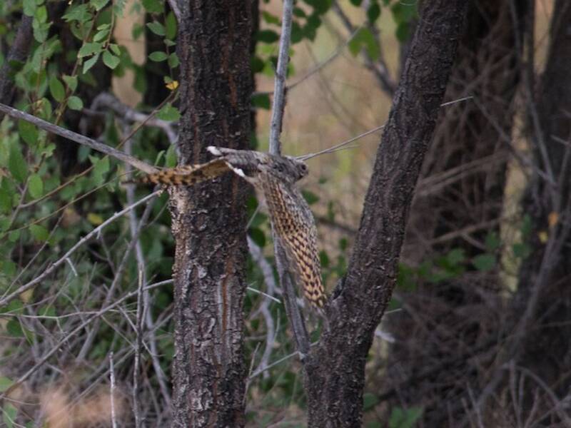 Common Poorwill