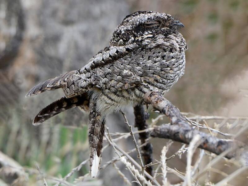 Common Poorwill, Photos 2