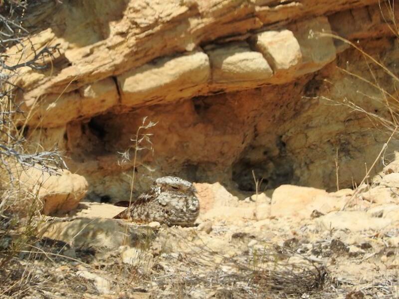 Common Poorwill, Photos 3