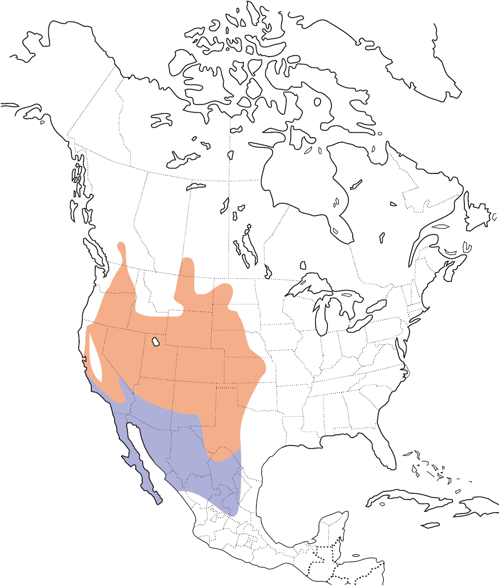 Common Poorwill, Distribution 1
