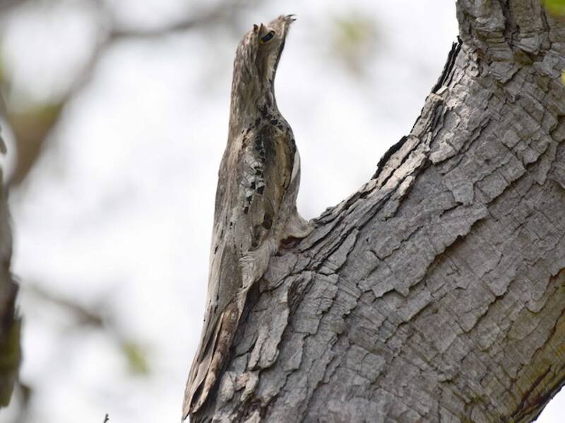 Common Potoo, 照片 4