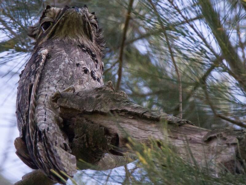 Common Potoo, 照片 2