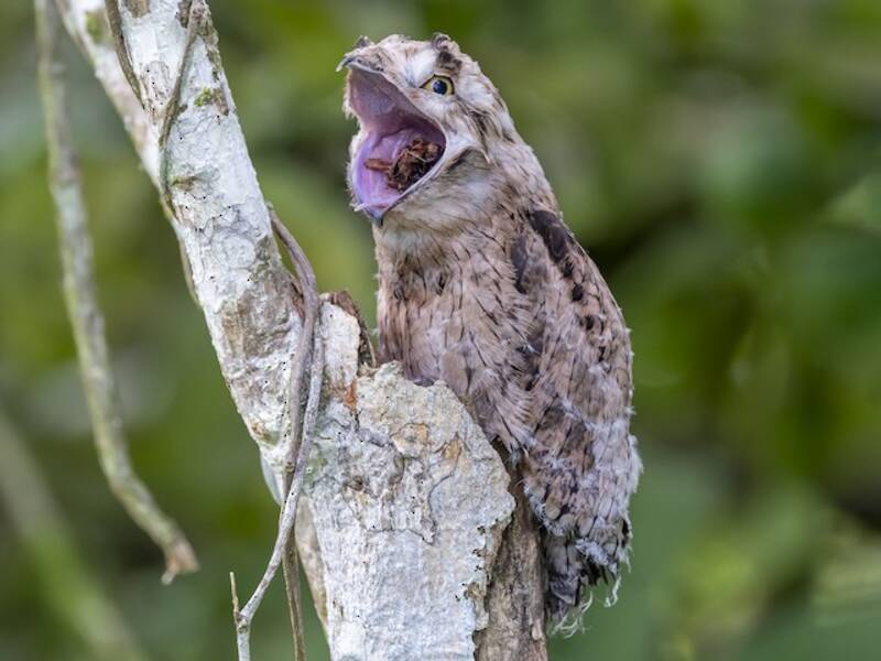 Common Potoo (Nyctibius griseus)