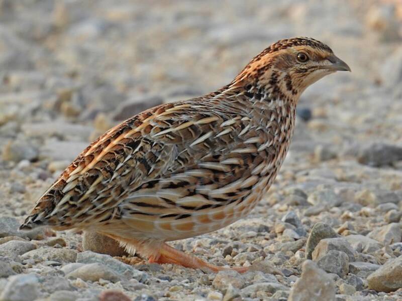 Common Quail (Coturnix coturnix)