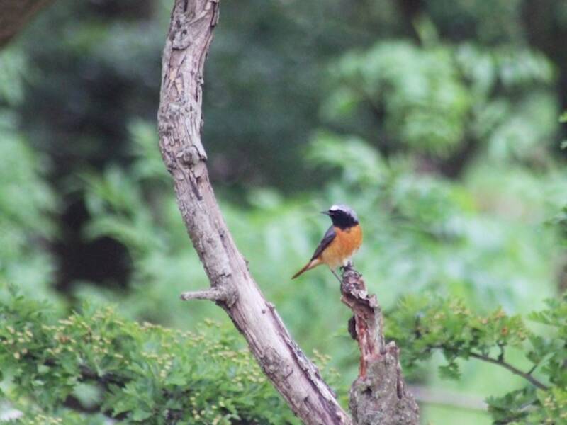 Common Redstart (Phoenicurus phoenicurus)