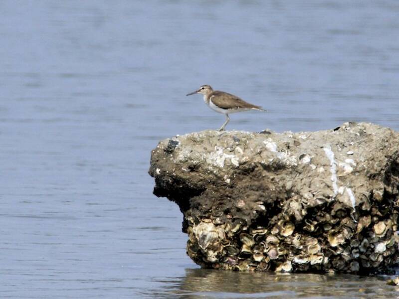 Common Sandpiper, Photos 4