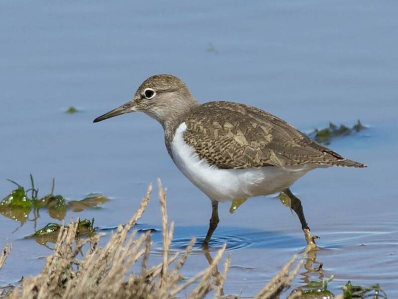 Common Sandpiper, Photos 2