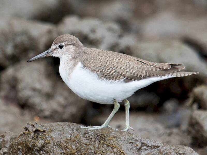 Common Sandpiper, Photos 3