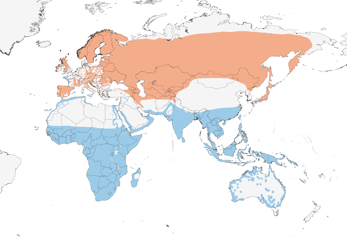 Common Sandpiper, Distribution 1