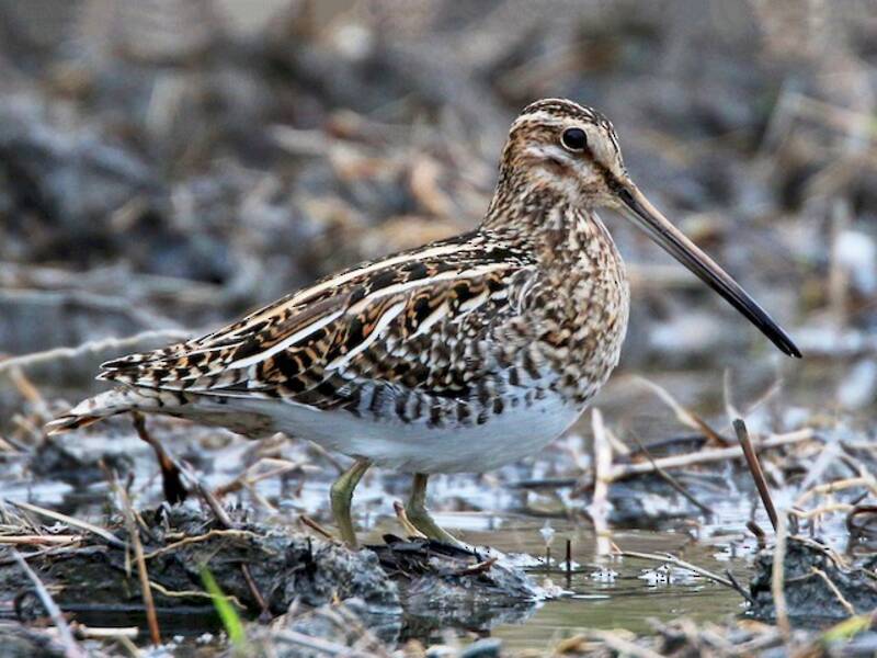 Common Snipe (Gallinago gallinago)