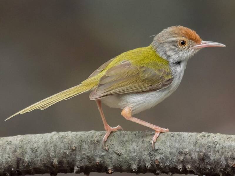 Common Tailorbird