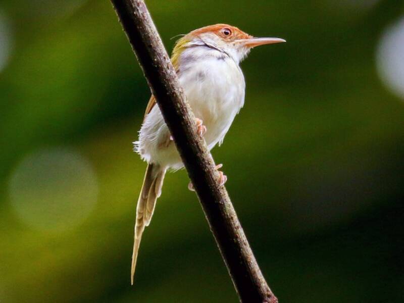 Common Tailorbird, Photos 3