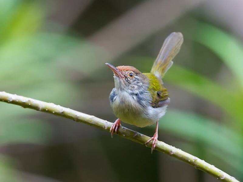 Common Tailorbird, Photos 2