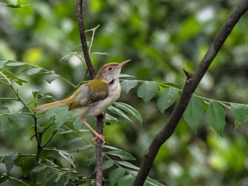 Common Tailorbird, Photos 4