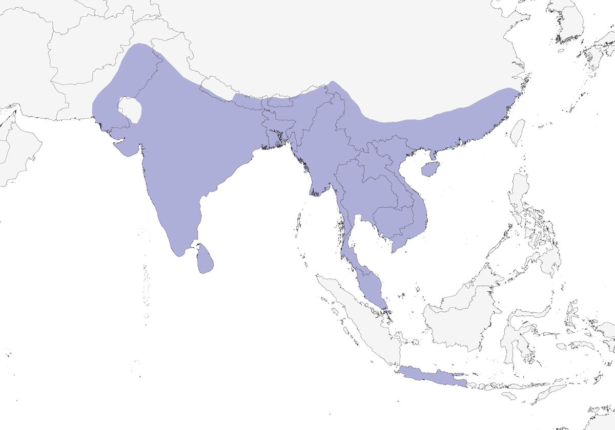 Common Tailorbird, Distribution 1