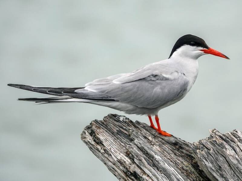 Common Tern (Sterna hirundo)